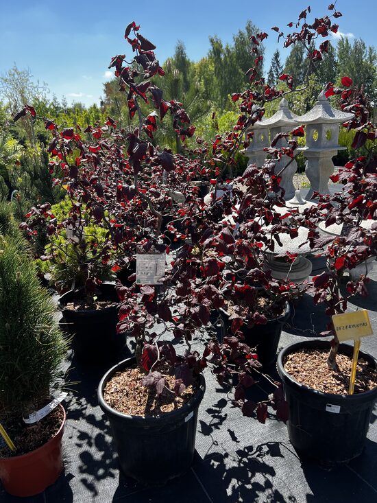 Lazdynas paprastasis  ‘Red Majestic’ C15 80 - 100 cm. 