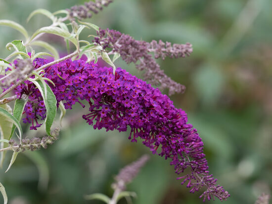 Budlėja ‘Nanho purple’ C2 