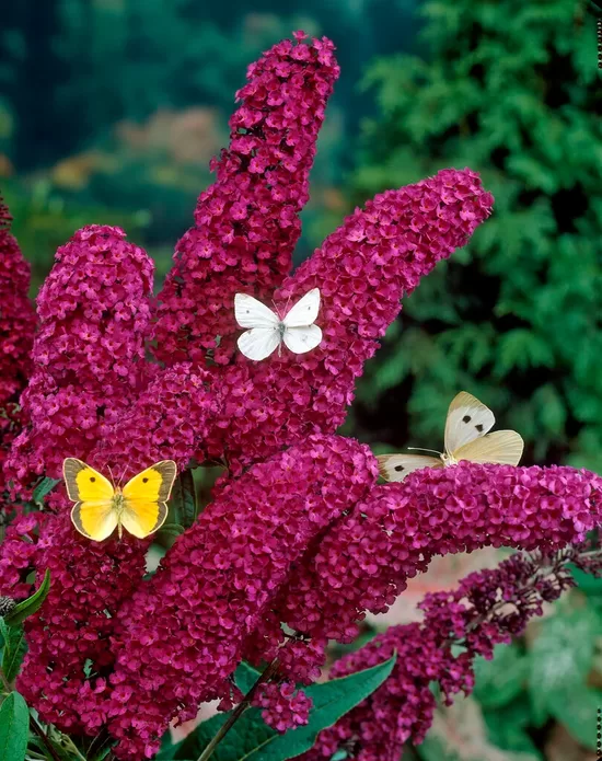 Budlėja ‘Royal Red’ C2  25-30 cm 