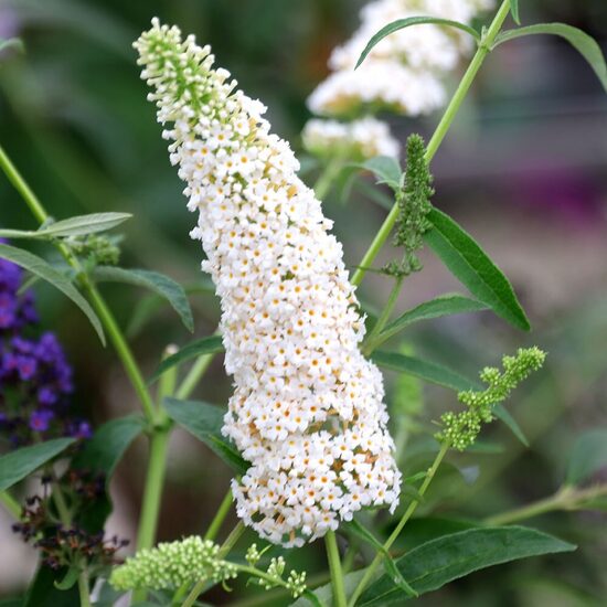 Budlėja ‘White Profusion’ C2. 25 - 30 cm. 