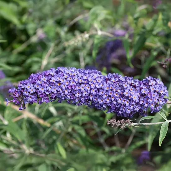 Budlėja ‘Nanho Blue’ C2