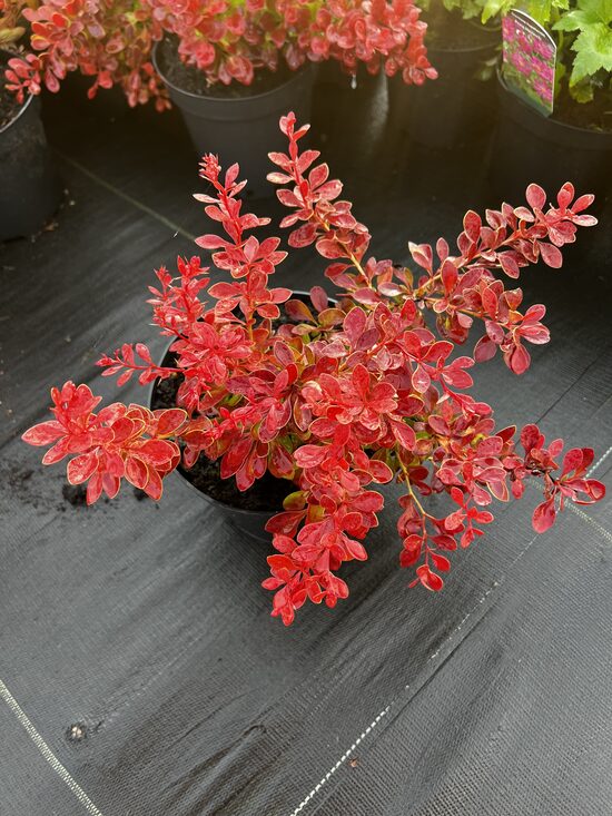 Raugerškis ‘Coral’ C2 