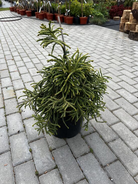 Kriptomerija japoninė ‘SPIRALIS’