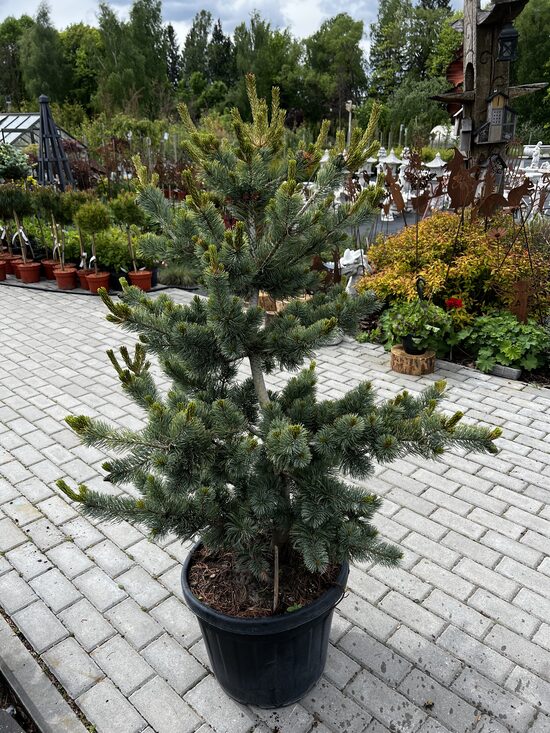 Pušis smulkiažiedė 'NEGISHI'