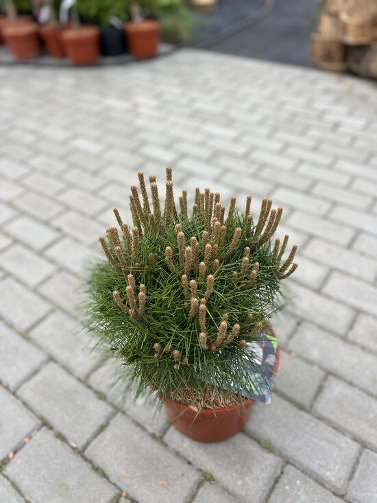 Pušis juodoji ‘BREPO’