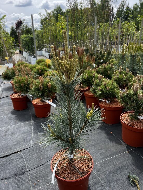 Pušis lankščioji ‘Vanderwolf’s pyramidalis’ 