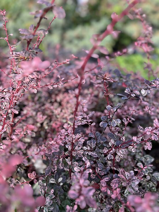 Raugerškis ‘Rose Glow’ C3 