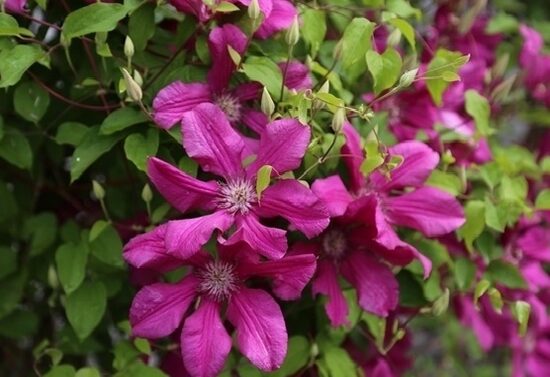 RAGANĖ ''KARDYNAL WYSZYNSKI''