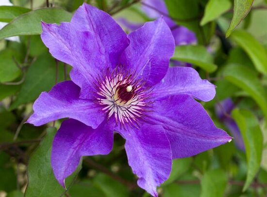 RAGANĖ ''THE PRESIDENT''