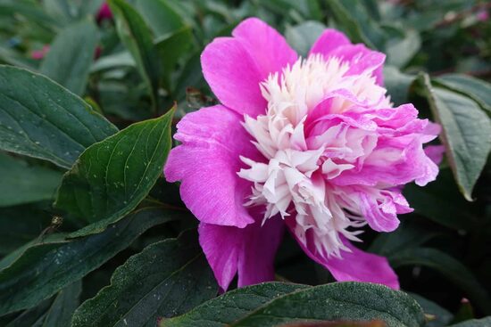 BIJŪNAS 'CELEBRITY'