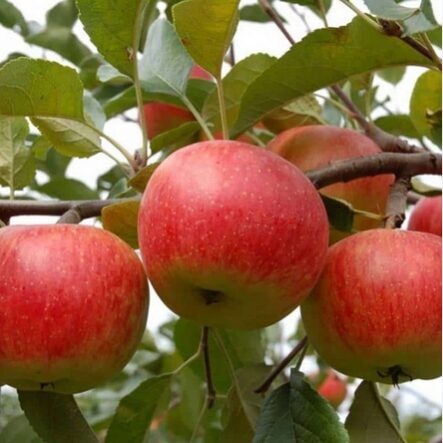 Obelis ''Rubin'' žieminė, vazone