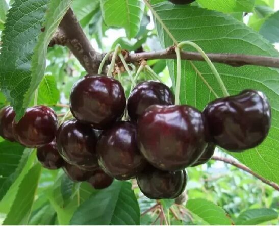 Trešnė ''Skeena'' vazone,savidulkė