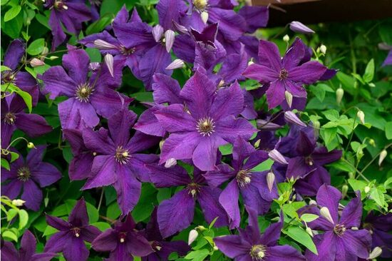 RAGANĖ 'POLISH SPIRIT'