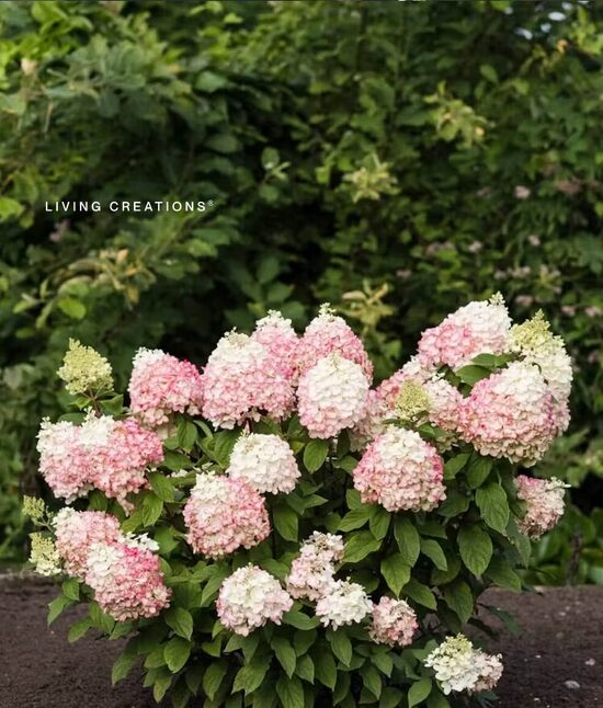 HORTENZIJA ŠLUOTELINĖ 'LIVING COLOURFUL COCKTAIL®' C10