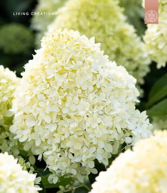 HORTENZIJA ŠLUOTELINĖ 'LIVING COTTON CREAM®' C10