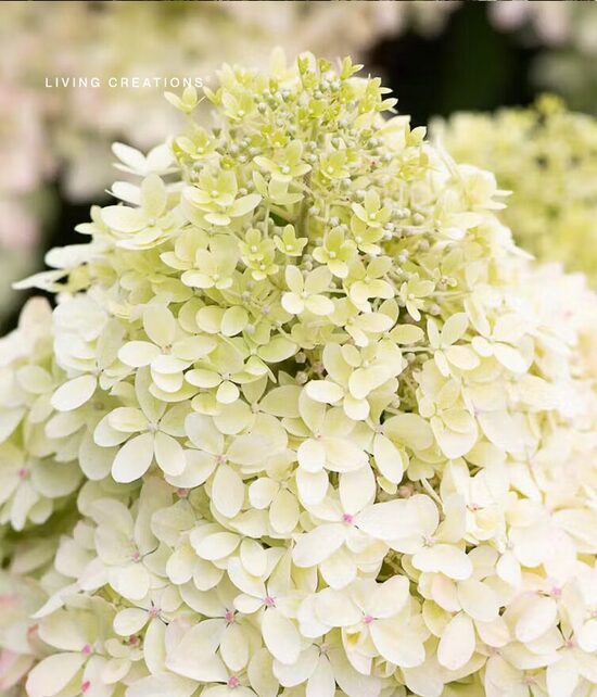 HORTENZIJA ŠLUOTELINĖ 'LIVING ROYAL FLOWERS' C10 