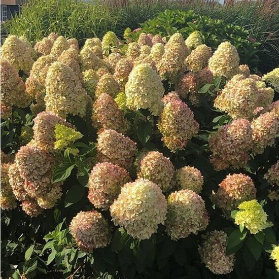 HORTENZIJA ŠLUOTELINĖ 'MAGICAL ANDES' C5