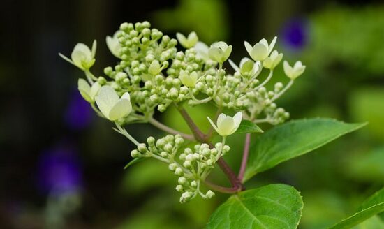 HORTENZIJA  PASTELGREEN 'RENXOLOR' PBR C3