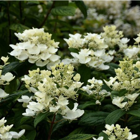 HORTENZIJA ŠLUOTELINĖ WHITE DIAMONDS 'HYPMAD' C6