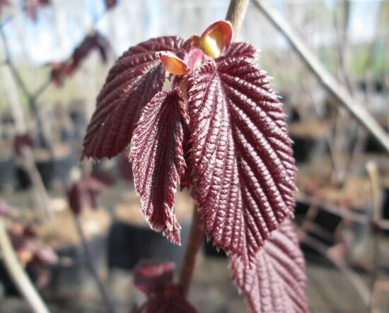 Lazdynas paprastasis 'SYRENA'