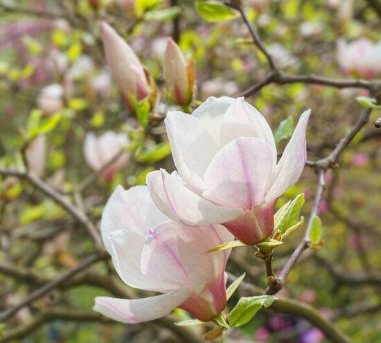 MAGNOLIJA 'ALBA SUPERBA' C3