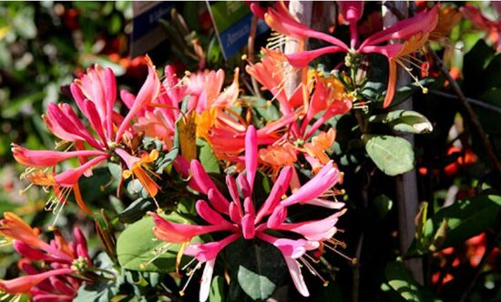 SAUSMEDIS 'GOLDFLAME'