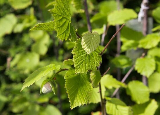 Lazdynas paprastasis 'HALLE'