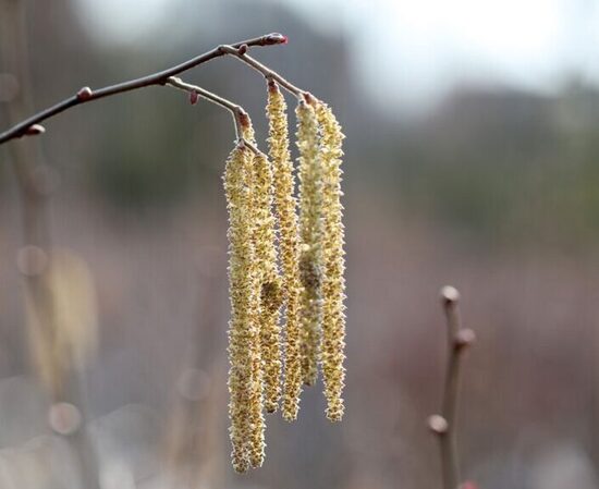 Lazdynas paprastasis 'KATALONIJA'