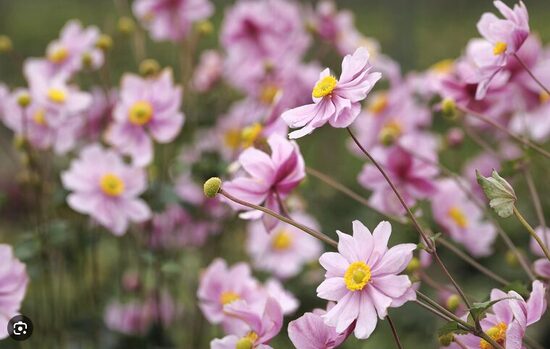 PLUKĖ JAPONINĖ 'SERENADE'