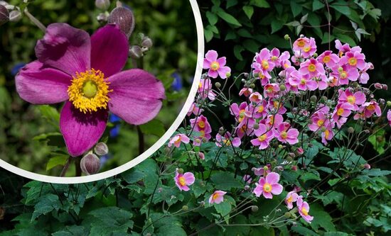 PLUKĖ JAPONINĖ 'SPLENDENS'