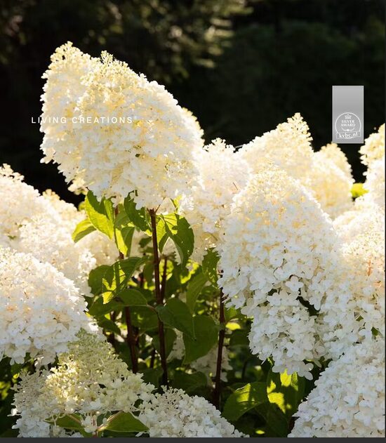 HORTENZIJA LIVING SUGAR RUSH C3