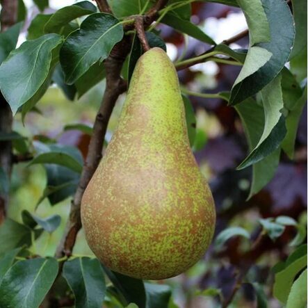 Kriaušė kolonine ‘Concorde’ rudeninė, vazone