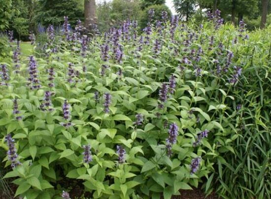 KATŽOLĖ 'MANCHU BLUE' C2