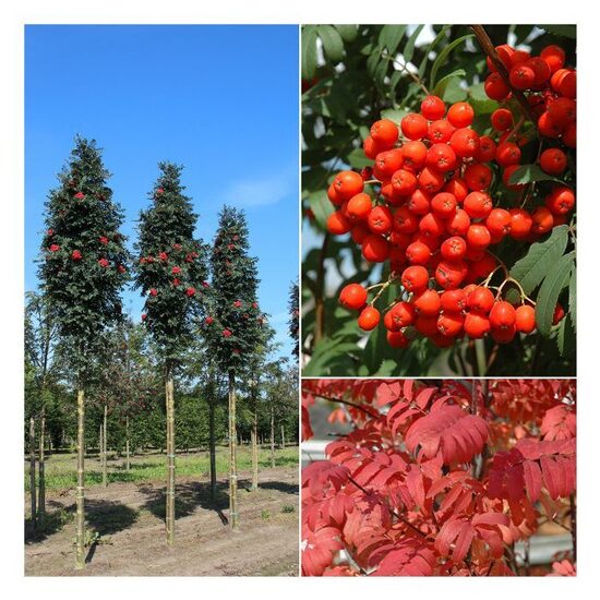  Šermukšnis 'Fastigiata' koloninis 110 cm