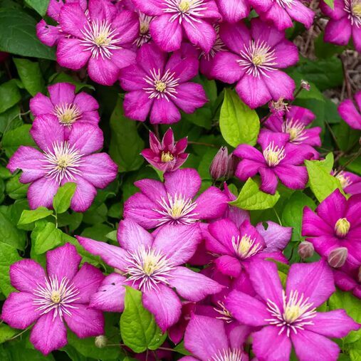 RAGANĖ ''VILLE DE LYON''