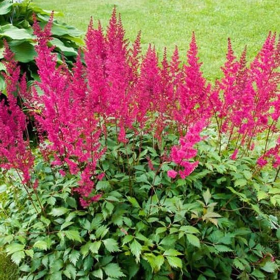 Astilbe 'BIG BAND' C3