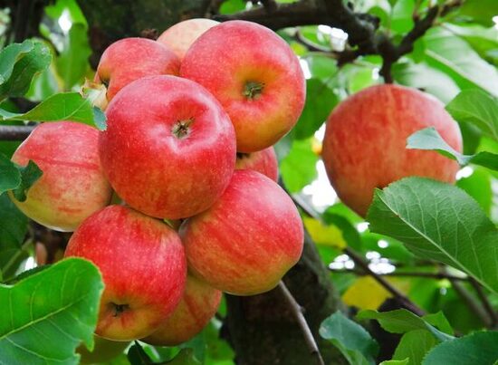 Obelis ''Auksis'' rudeninė, vazone