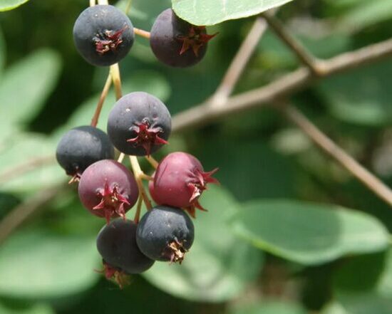 Alksnialapė medlieva "FORESTBURG" 