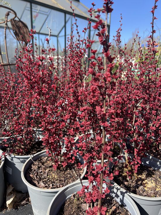 Raugerškis “ORANGE ROCKET” C3