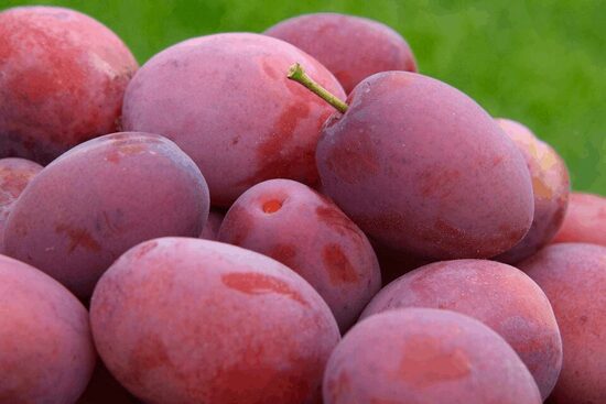 Slyva ''Viktorija'' savidulkė, vazone