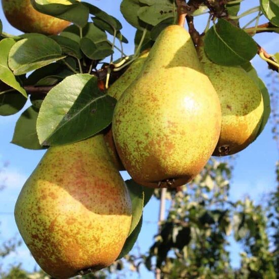 Ksena (Eline) (vazone) koloninė