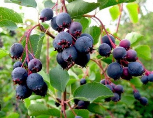 Alksnialapė medlieva ‘Martin’