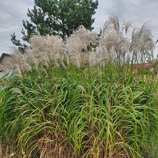 Kininis miskantas ''Memory'' C5