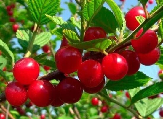 Pūkuota vyšnia ‘Natali’