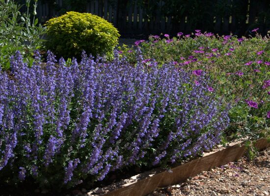 KATŽOLĖ FASENO ''PURRSIAN BLUE'' C2