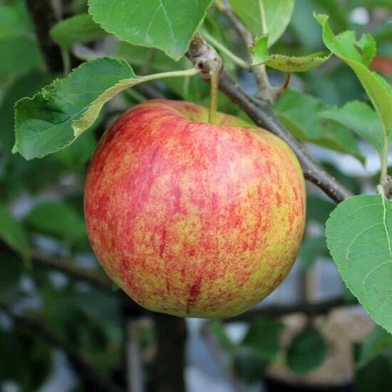 Obelis ‘Jonagold’ (vazone) vėlyva rudeninė veislė