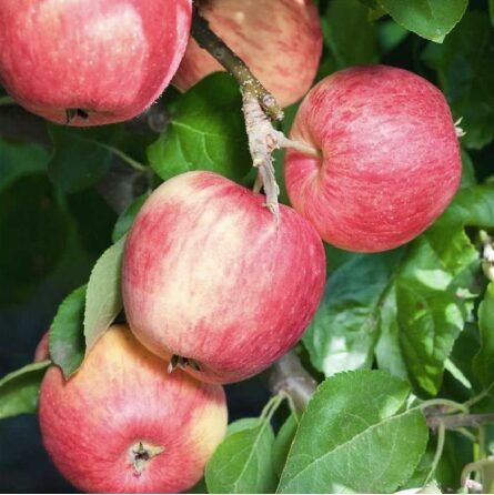 Obelis ''Piros'', vasarinė, vazone