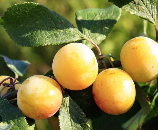 Slyva ''Ontarijo'' savidulkė, vazone