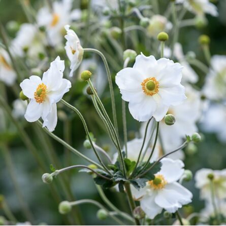 PLUKĖ JAPONINĖ 'HONORINE JOBERT' 