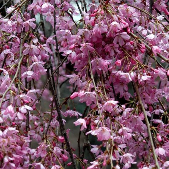 Vyšnia pavasarinė  'Pendula Rubra'